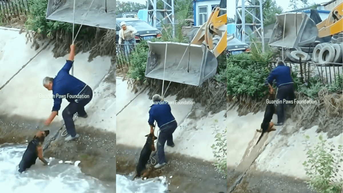 Viral Video: कुत्ते को बचाने के लिए लगा दी जान, लटक गया बुलडोजर से