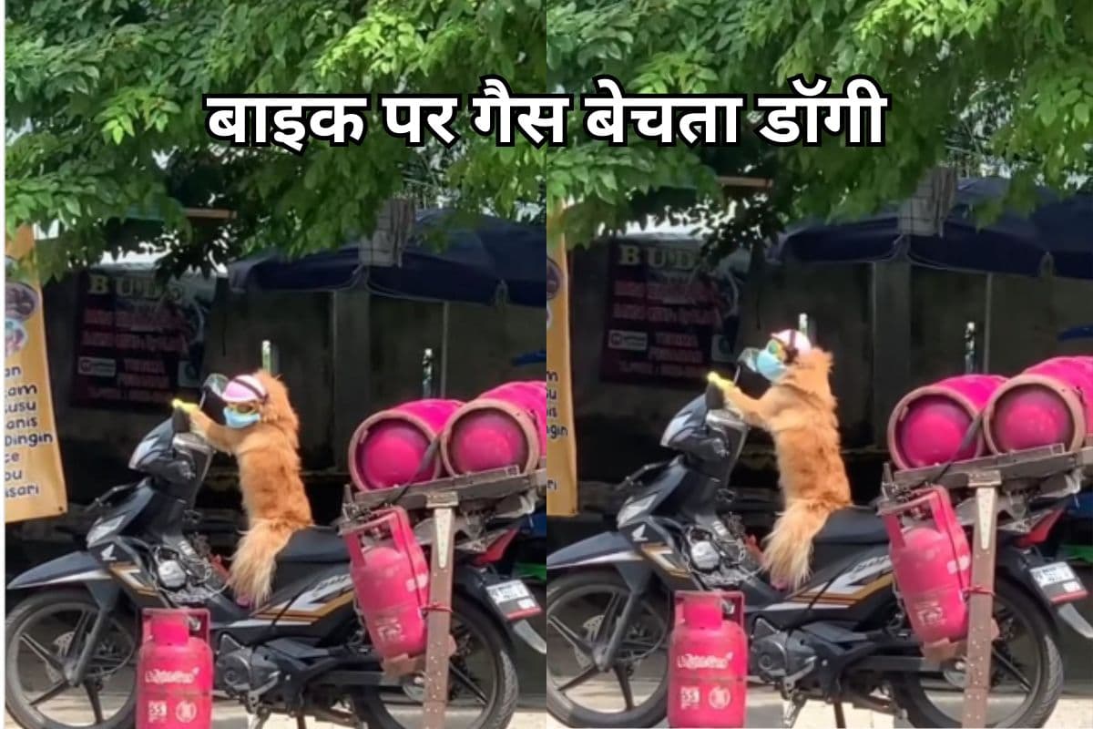 Viral Video: हेलमेट पहने, बाइक पर गैस बेचता डॉगी, वीडियो देख हंसी नहीं रुकेगी