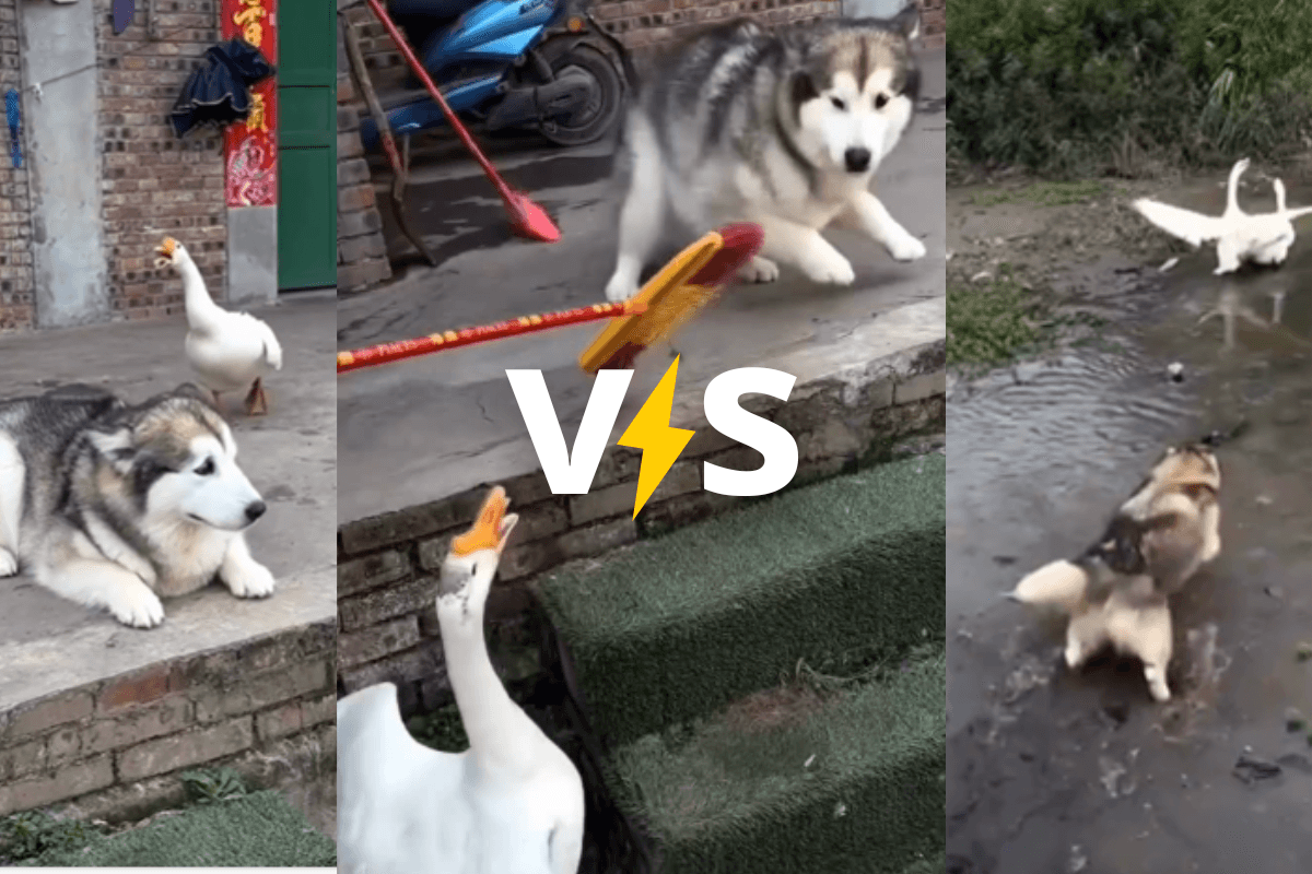 Viral Video: पहले बतखों से परेशान हुआ कुत्ता, फिर पानी में डुबा-डुबाकर पीटा, वायरल हो रहा वीडियो