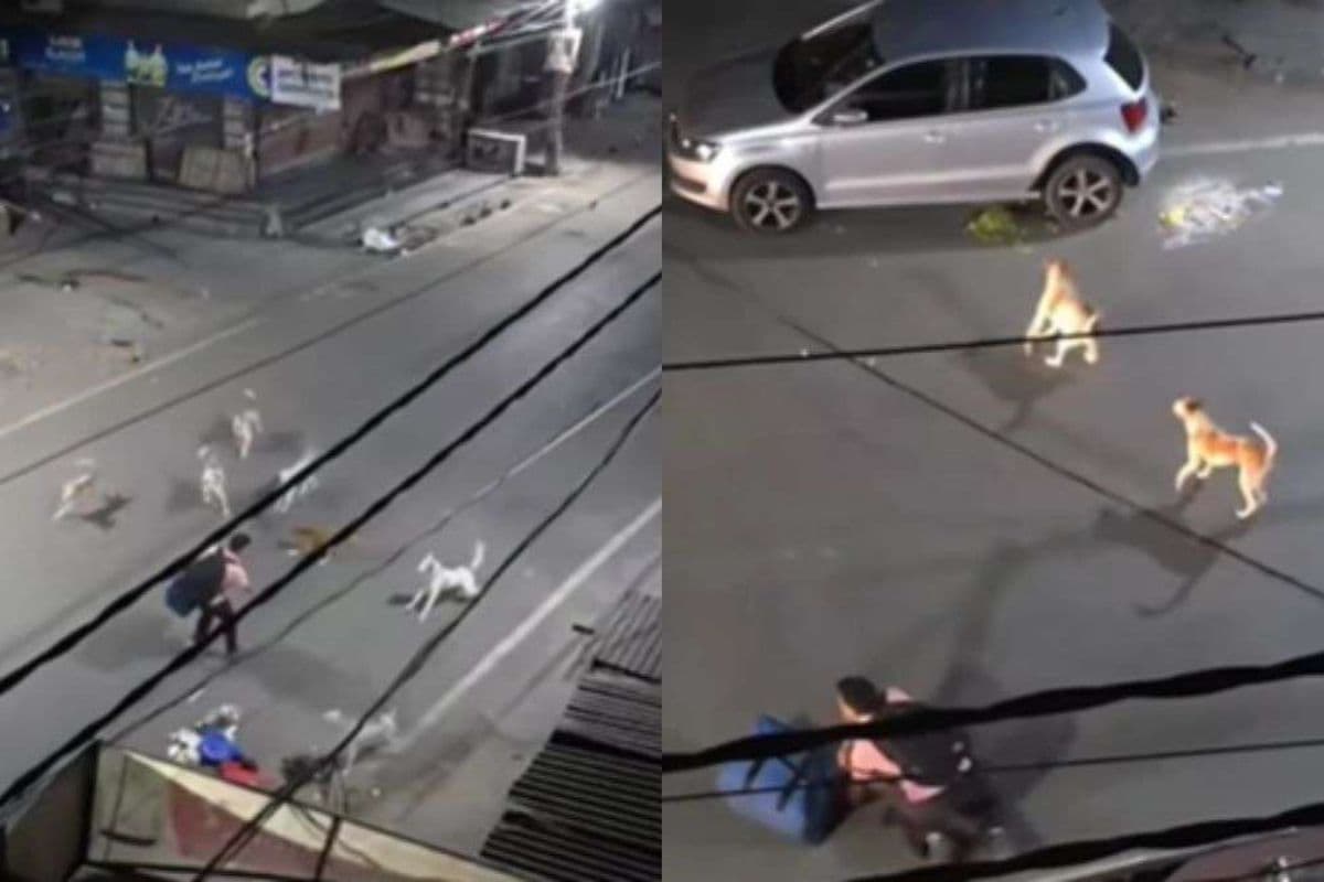 7 कुत्तों ने अकेले जा रहे आदमी पर किया हमला, जान बचाने के लिए बंदे ने किया कुछ ऐसा लोग करते रह गए तारीफ