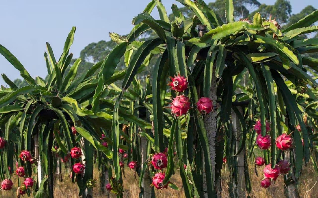 Farming: ड्रैगन फ्रूट्स की खेती करने पर सरकार देगी अनुदान, ऑनलाइन आवेदन कर ऐसे ले सकेंगे लाभ