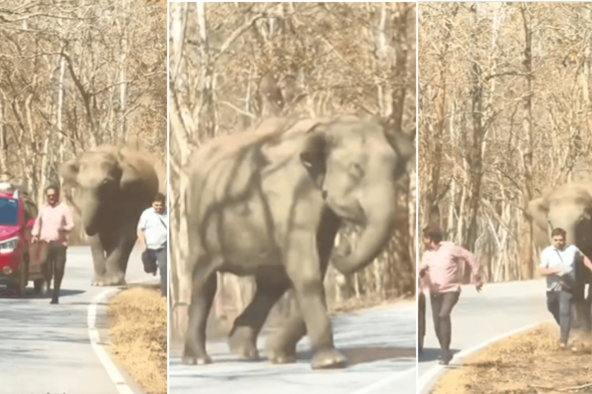 Viral Video: हाथी आया झूम कर, फिर खदेड़ कर की आदमियों की हालत पतली, वायरल हुआ वीडियो