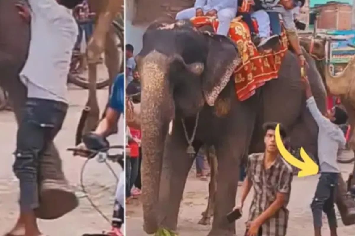 WATCH: गजराज ने लड़के को लगायी ऐसी लंघी, बीच बाजार हो गया चित, Viral Video