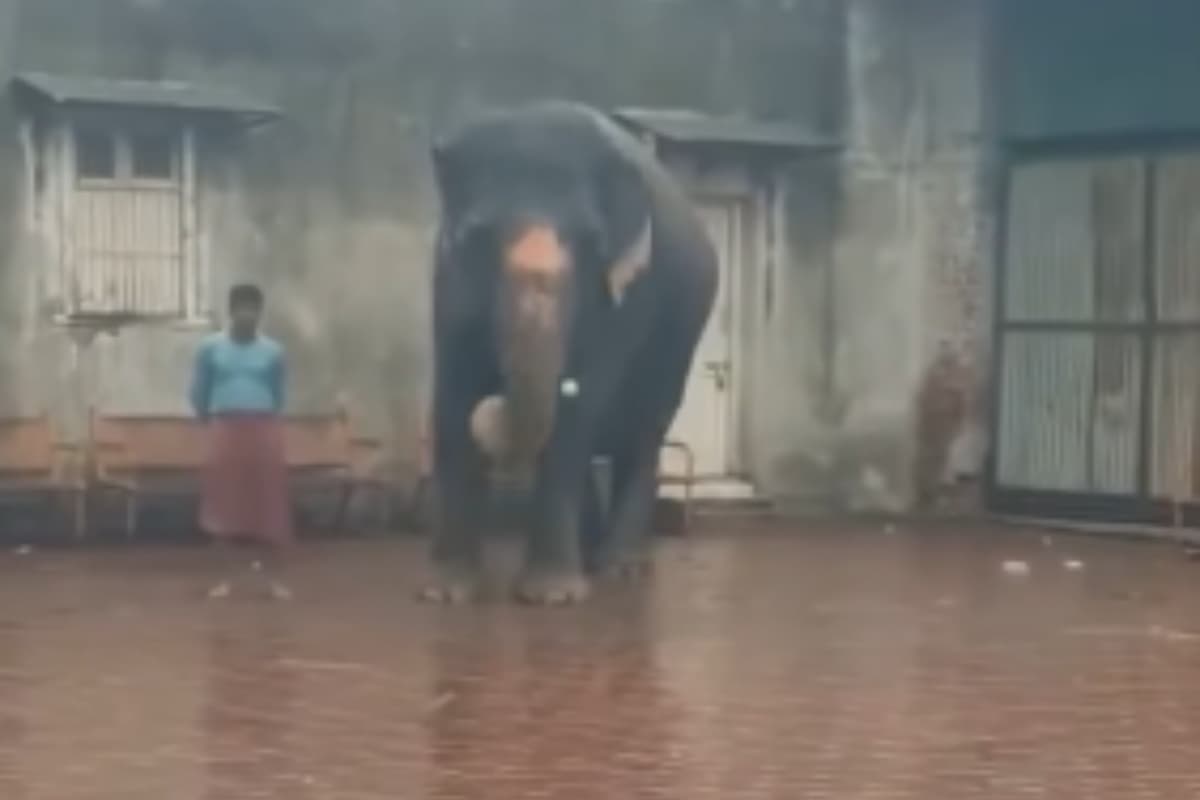 Viral Video: बारिश में गूंजा गजराज का बल्ला, वायरल हुआ जंगल के धोनी का क्रिकेट शो!”