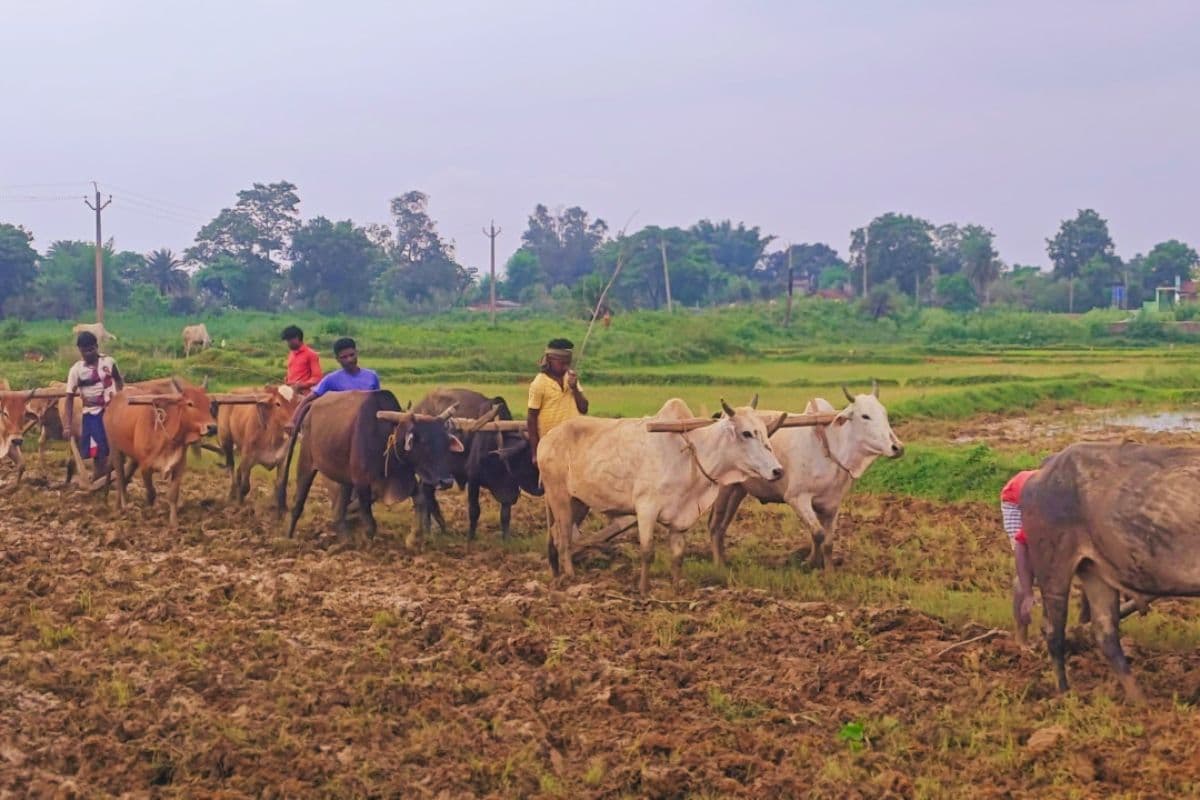 खुशी से खिल उठे किसान, सरायकेला-खरसावां में हुई रिकॉर्ड तोड़ बारिश, देखिए पिछले 15 सालों का आंकड़ा