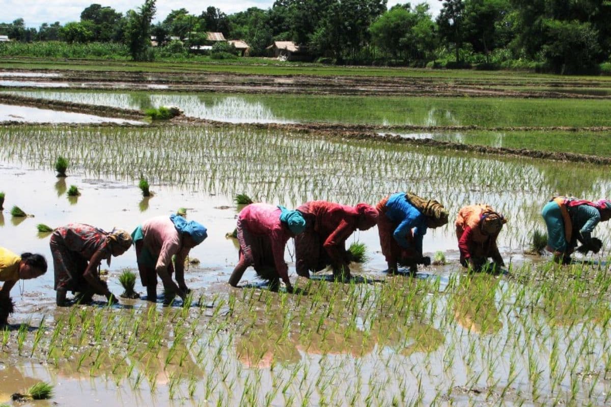 Viral Video: पारंपरिक गीतों के साथ खेत में धान रोपनी कर रही महिलाएं, पुरुष भी मिला रहे ताल से ताल