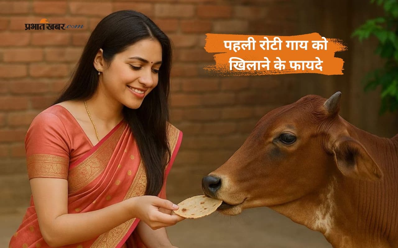 पहली रोटी गाय को देने से दूर होते हैं रोग और दरिद्रता, जानें अन्य लाभ