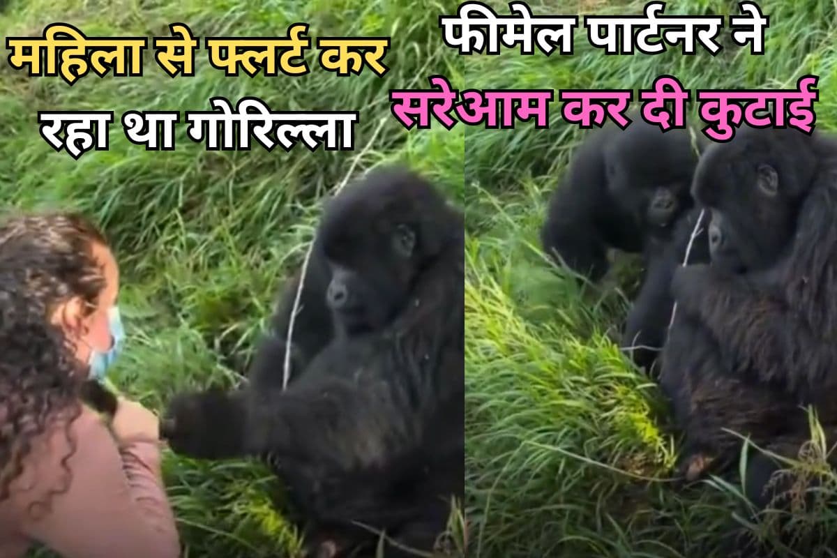 Viral Video: महिला से फ्लर्ट कर रहा था गोरिल्ला! फीमेल पार्टनर ने सरेआम कर दी कुटाई, वीडियो देख नहीं रुकेगी हंसी