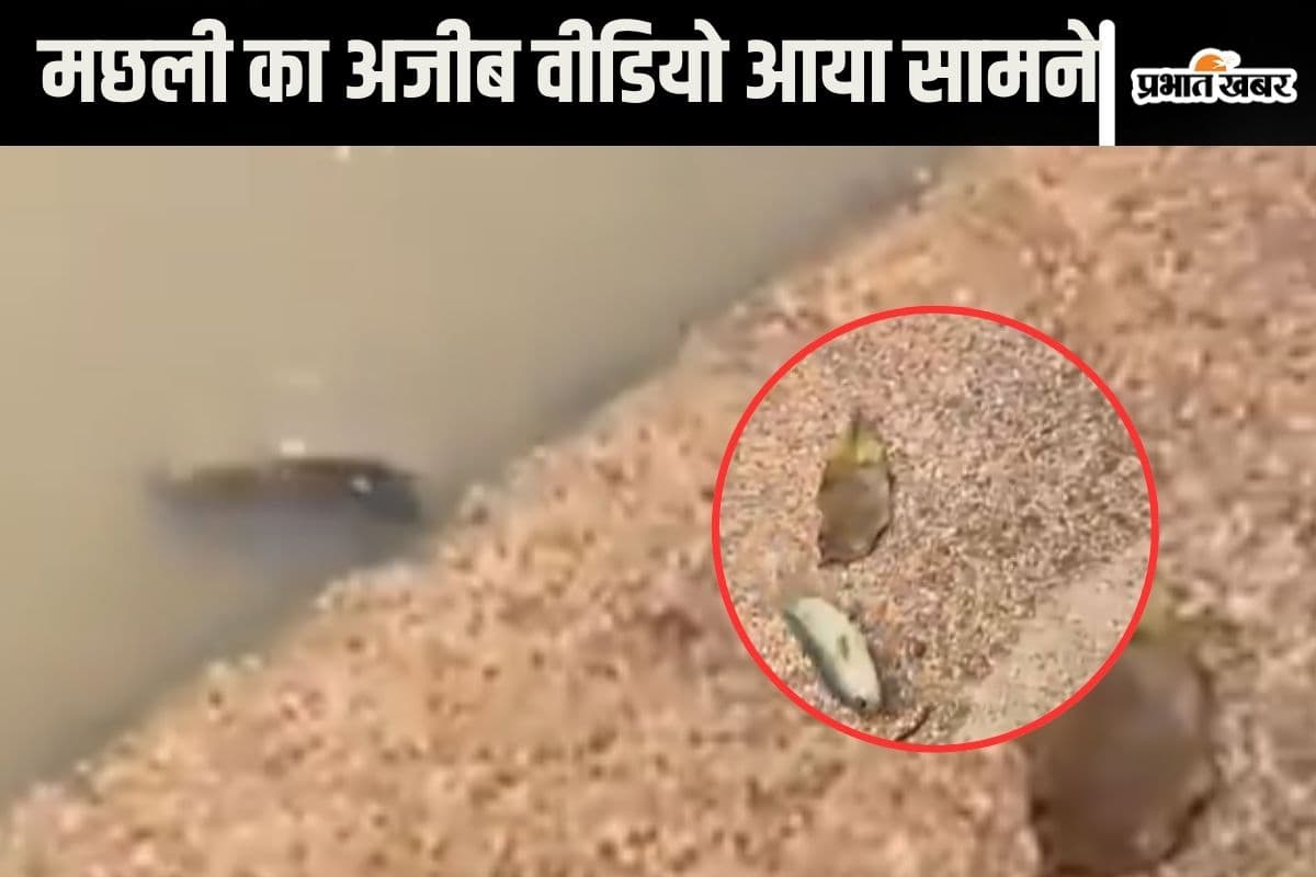 Viral Video : मछली ने कर ली आत्महत्या! वीडियो देखकर चौंक जाएंगे आप भी