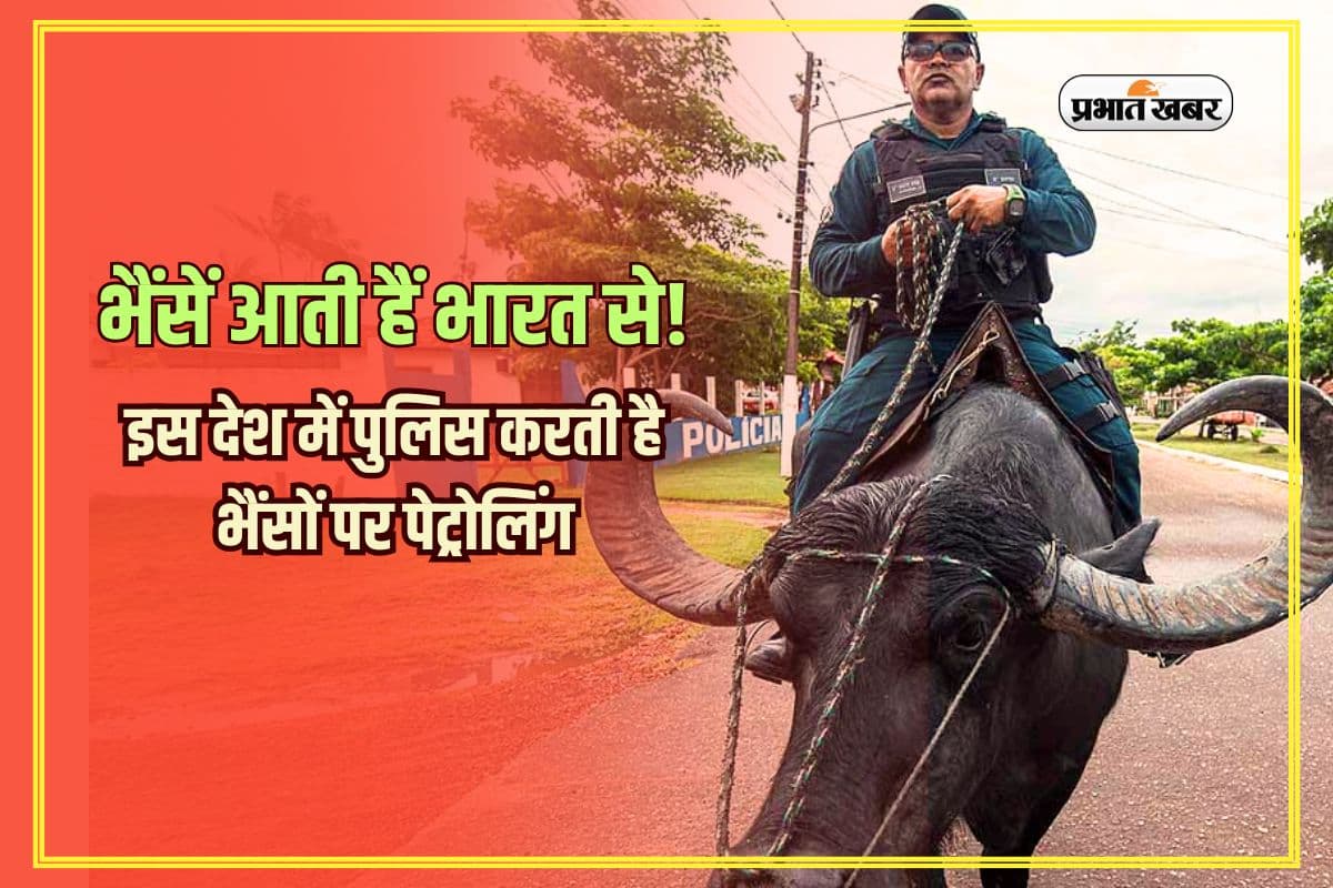 GK Questions: दुनिया का एक ऐसा देश, जहां भैंसों पर बैठकर पुलिस करती है पेट्रोलिंग; भारत से होती है सप्लाई