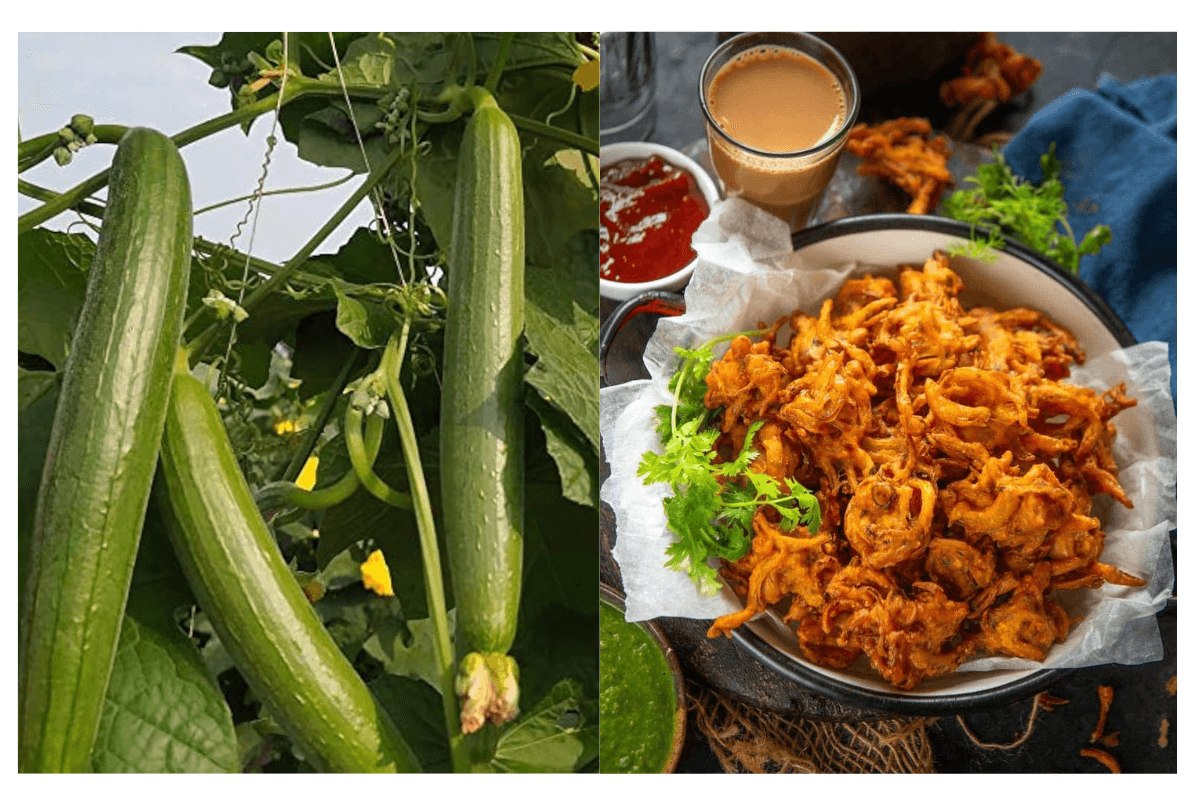 Sponge Gourd Pakora Recipe | Gilki Pakora Recipe