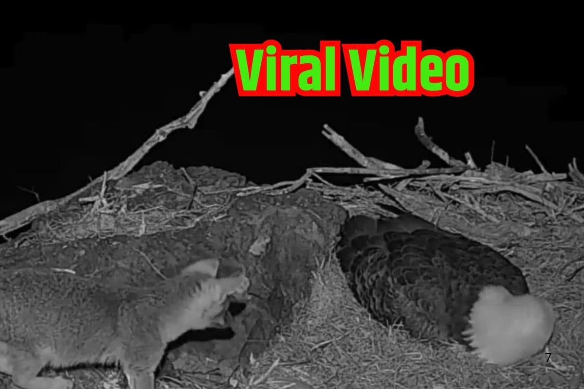 Viral Video: बाज के घोंसले तक घुसपैठिया बन पहुंच गई लोमड़ी, फिर जो हुआ… वायरल हो रहा वीडियो