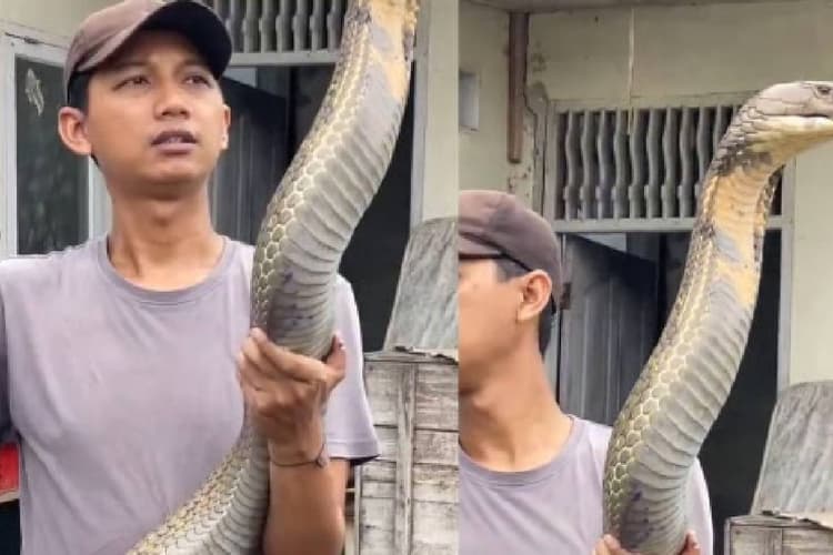 Viral Video : अरे! ये किंग कोबरा है खिलौना नहीं, वीडियो देखकर डर जाएंगे आप भी