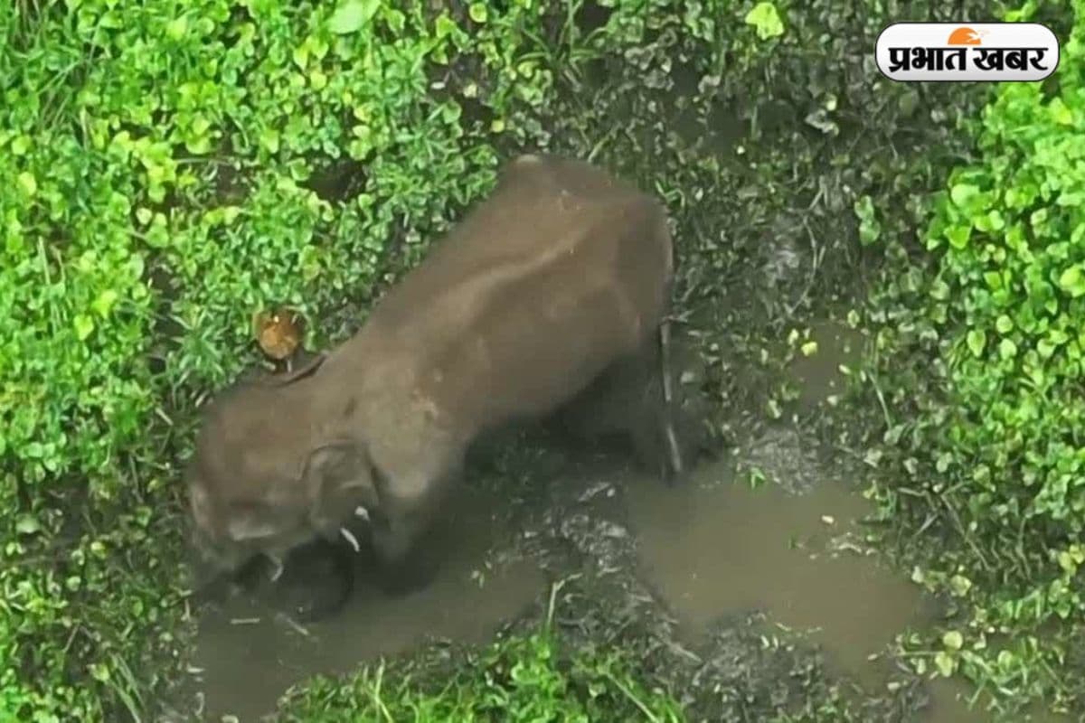 सारंडा जंगल में घायल हाथी की इलाज के दौरान मौत, आईइडी ब्लास्ट में हुआ था जख्मी