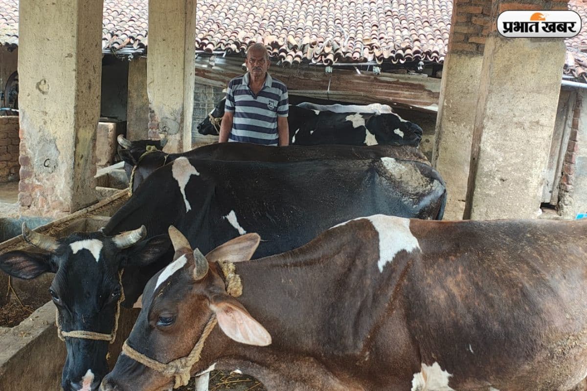 Success Story: 55 वर्षों से गौपालन कर रहे सरायकेला के जय प्रकाश, बने क्षेत्र के रोल मॉडल, सरकार से की विशेष मांग