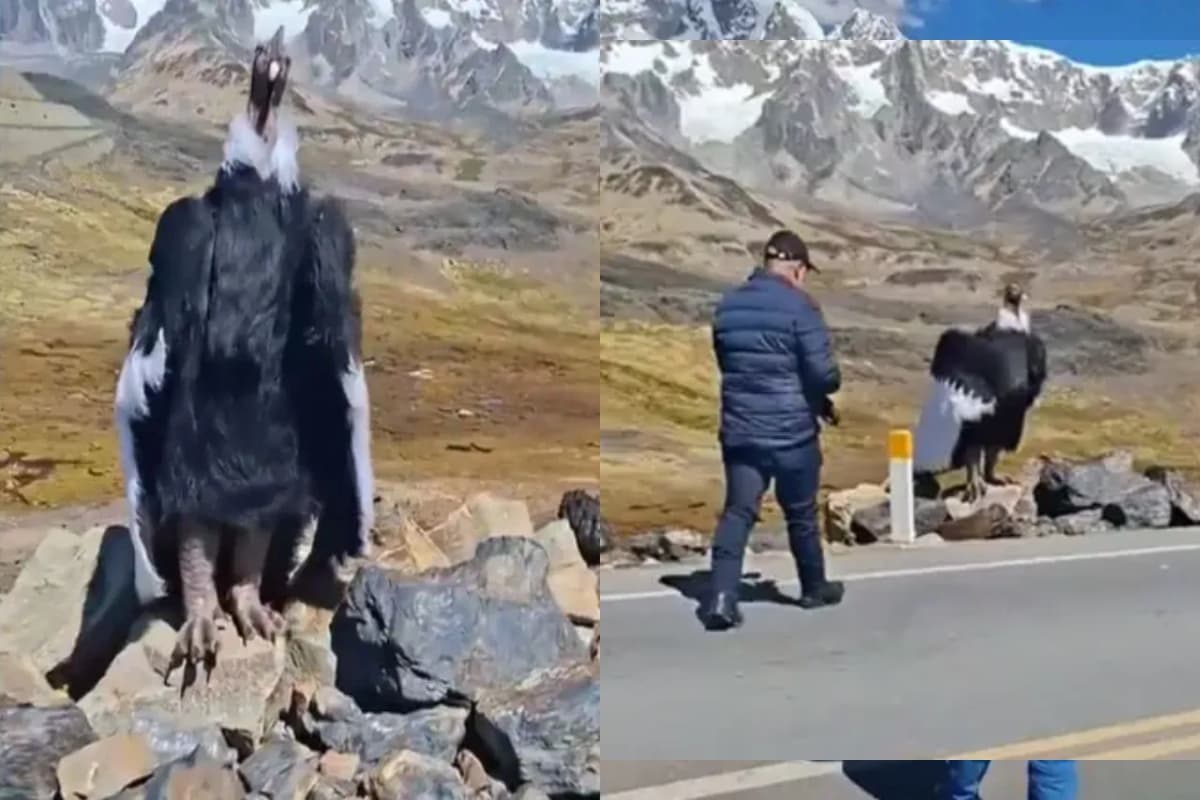 WATCH: रामायण से निकलकर गिद्धराज जटायु ने दिये सैलानियों को दर्शन, वायरल हो रहा VIDEO