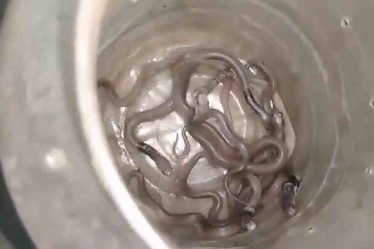 Viral Video : घर के अंदर 11 कोबरा सांप, डर से भागे लोग, देखें डरावना वीडियो
