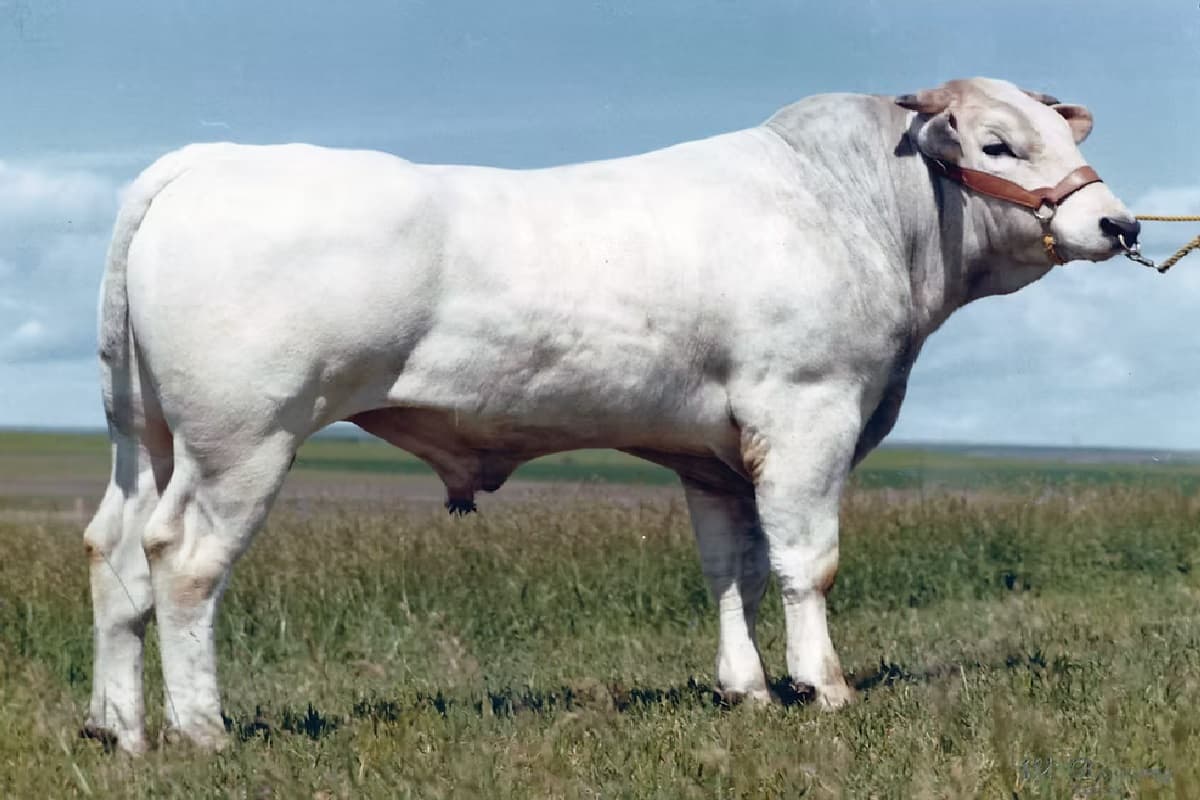 Largest Cows