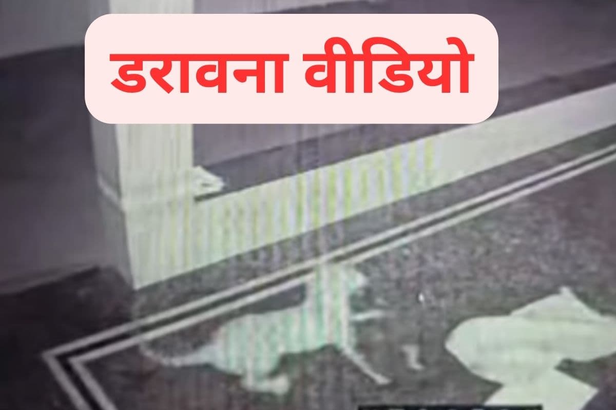 Viral Video : तेंदुआ घर की दीवार फांदकर अंदर आया, कुछ ही सेकंड में कुत्ते को उठा ले गया