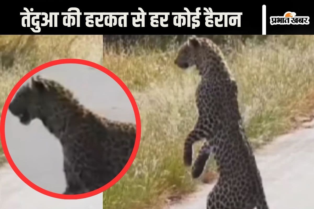 Viral Video : अरे ये तेंदुआ है या इंसान, वीडियो देखकर नहीं रुकेगी हंसी