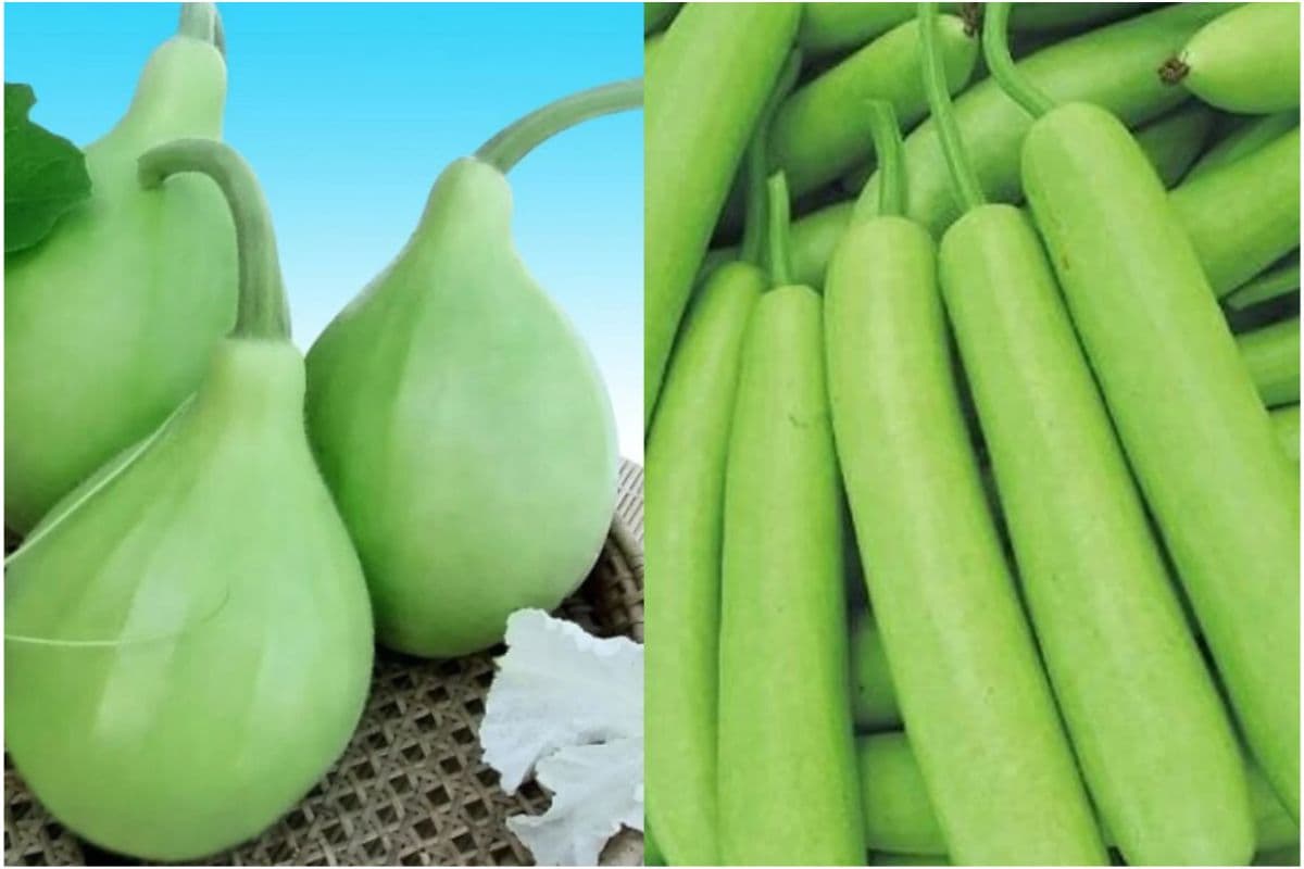 Long Lauki vs Round Lauki: लौकी भी करती है कन्फ्यूज, जानिए लंबी और गोल लौकी में कौन है सेहत के लिए बेस्ट