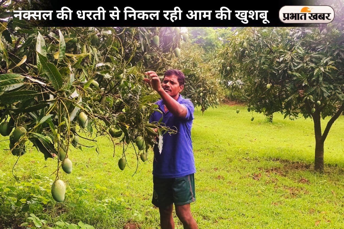 नक्सल की धरती से निकल रही आम की खुशबू, करोड़ों में हो रहा कारोबार