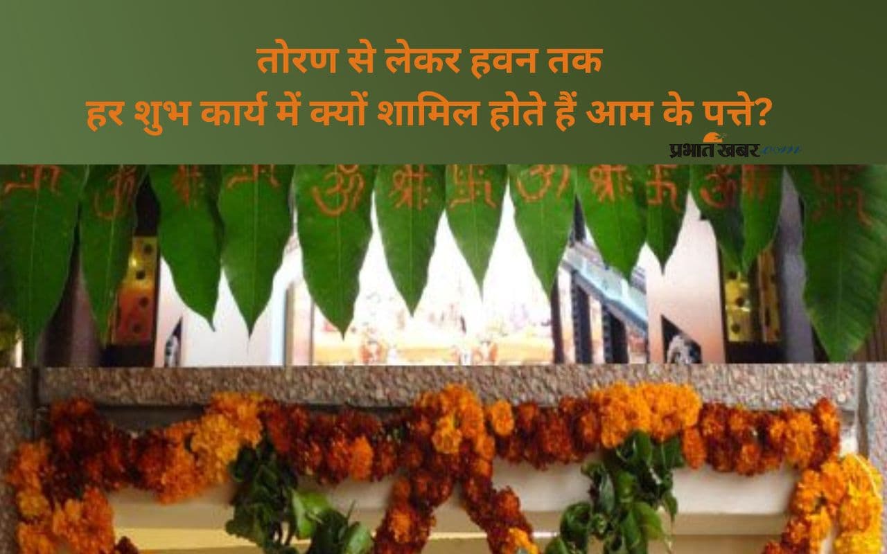 Mango Plant leaves Benefits: धार्मिक दृष्टि से इसलिए खास हैं आम के पत्ते, जानिए इसका पौराणिक महत्व