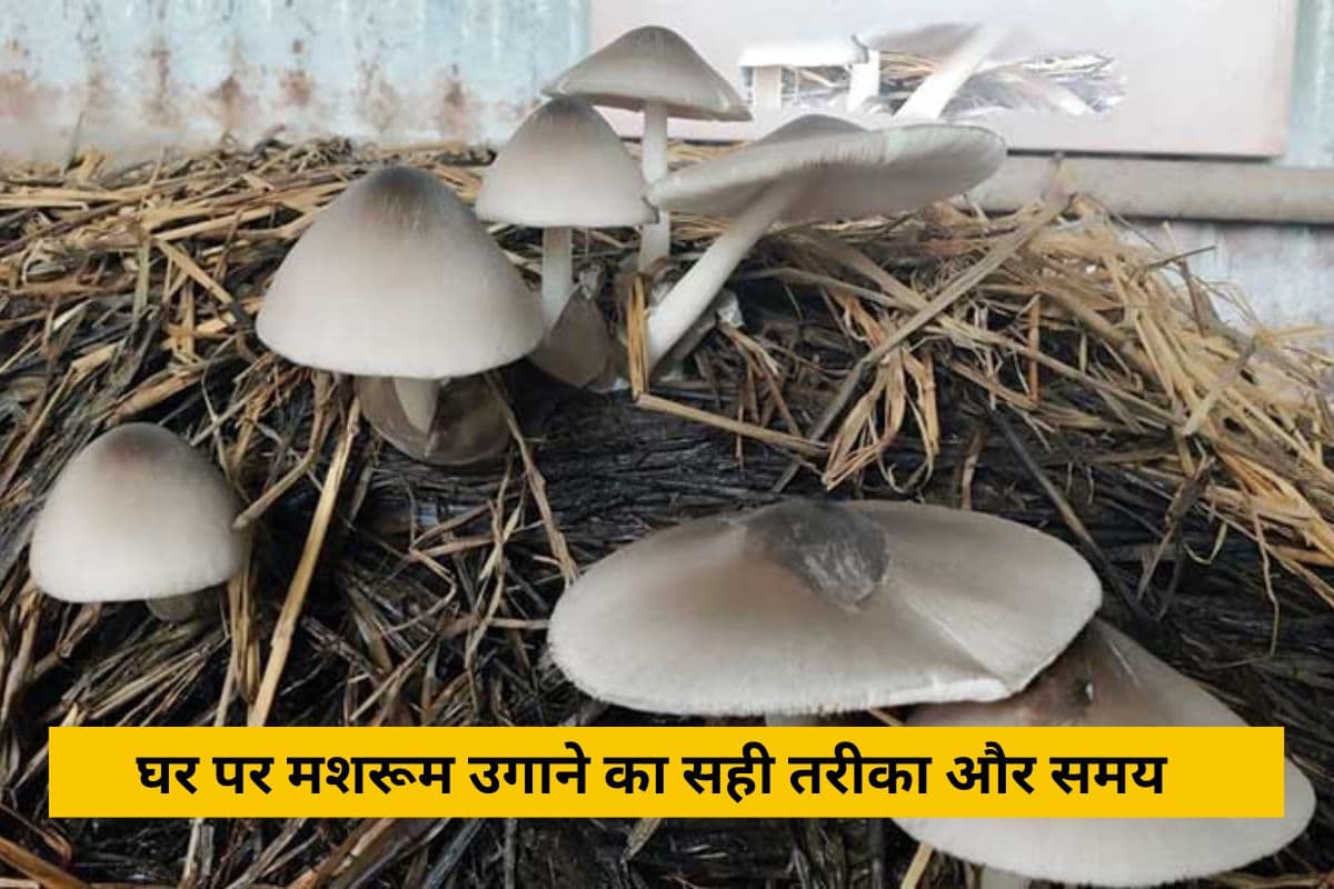 How To Grow Mushroom: घर पर मशरूम उगाने का सही तरीका और समय, केवल 20 दिनों में हो जायेंगे तैयार!