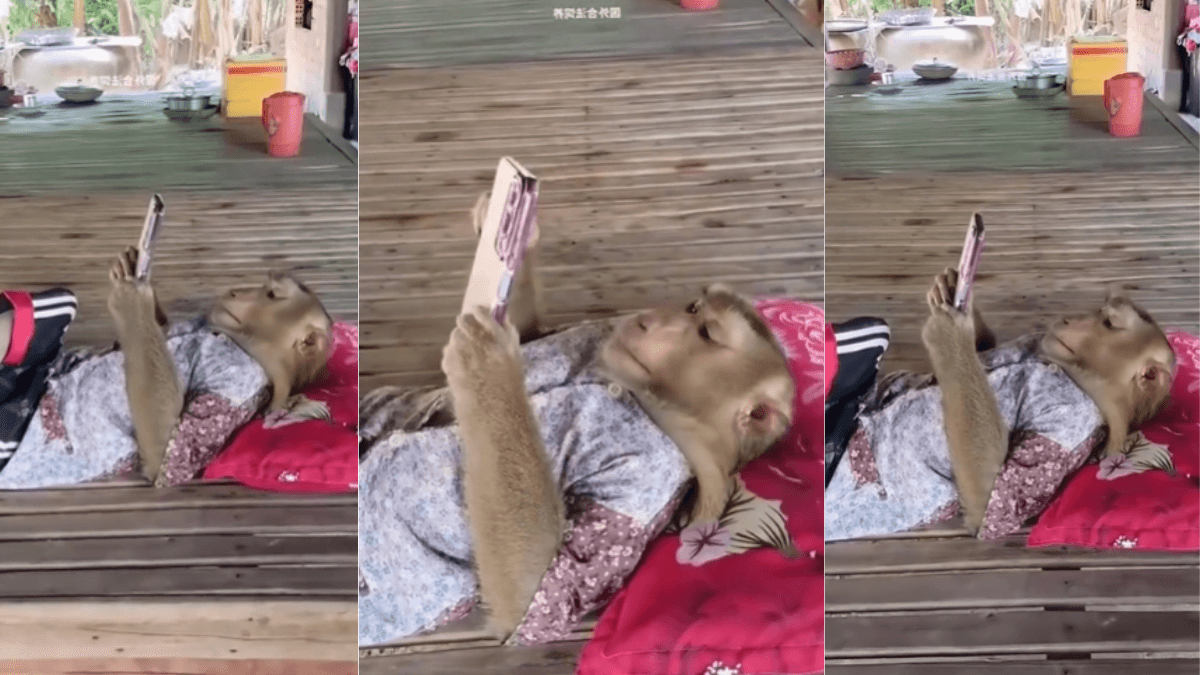 Viral Video: मंकी भी हुआ मोबाइल फोन का दीवाना, देखें कैसे आराम फरमा रहा है बंदर