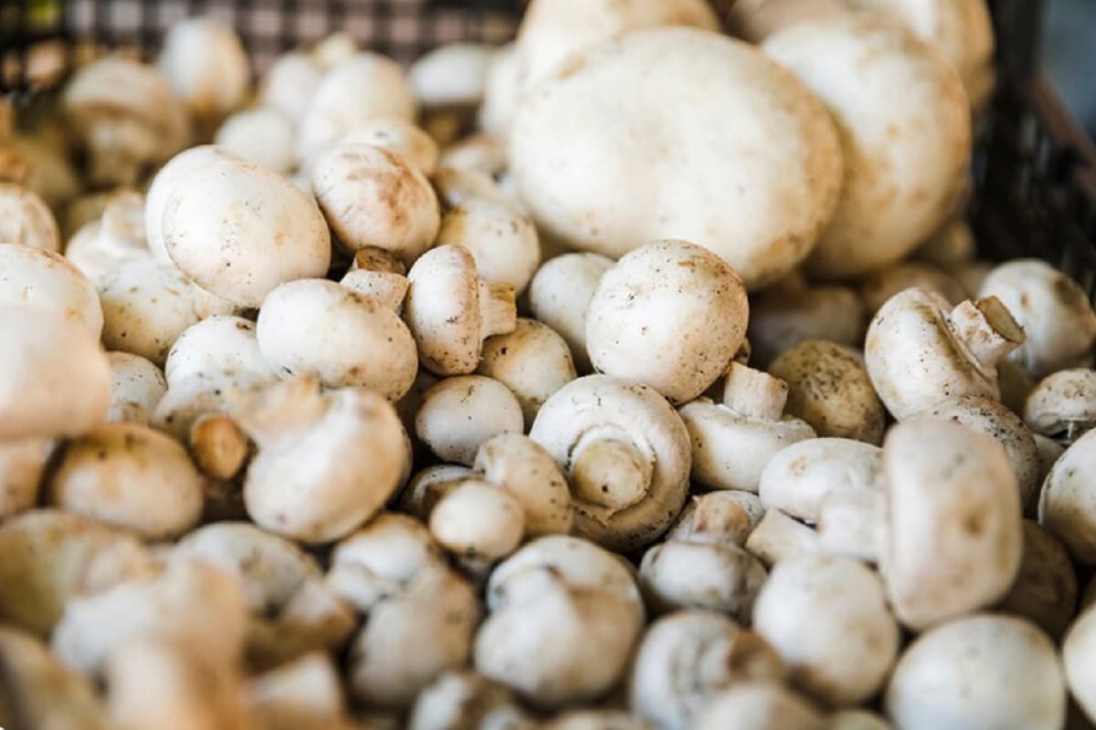 Mushroom Price: धरी रह जाएगी मशरूम बनाने की रेसिपी, जब नहीं जानेंगे इस सब्जी का दाम