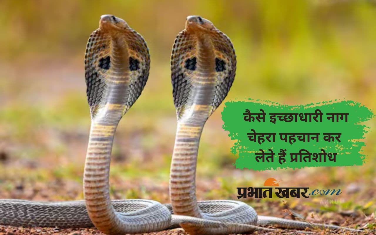 Nag Panchmi 2025: क्या इच्छाधारी नाग-नागिन लेते हैं जन्मों का बदला, पढ़ें हैरान करने वाली बातें