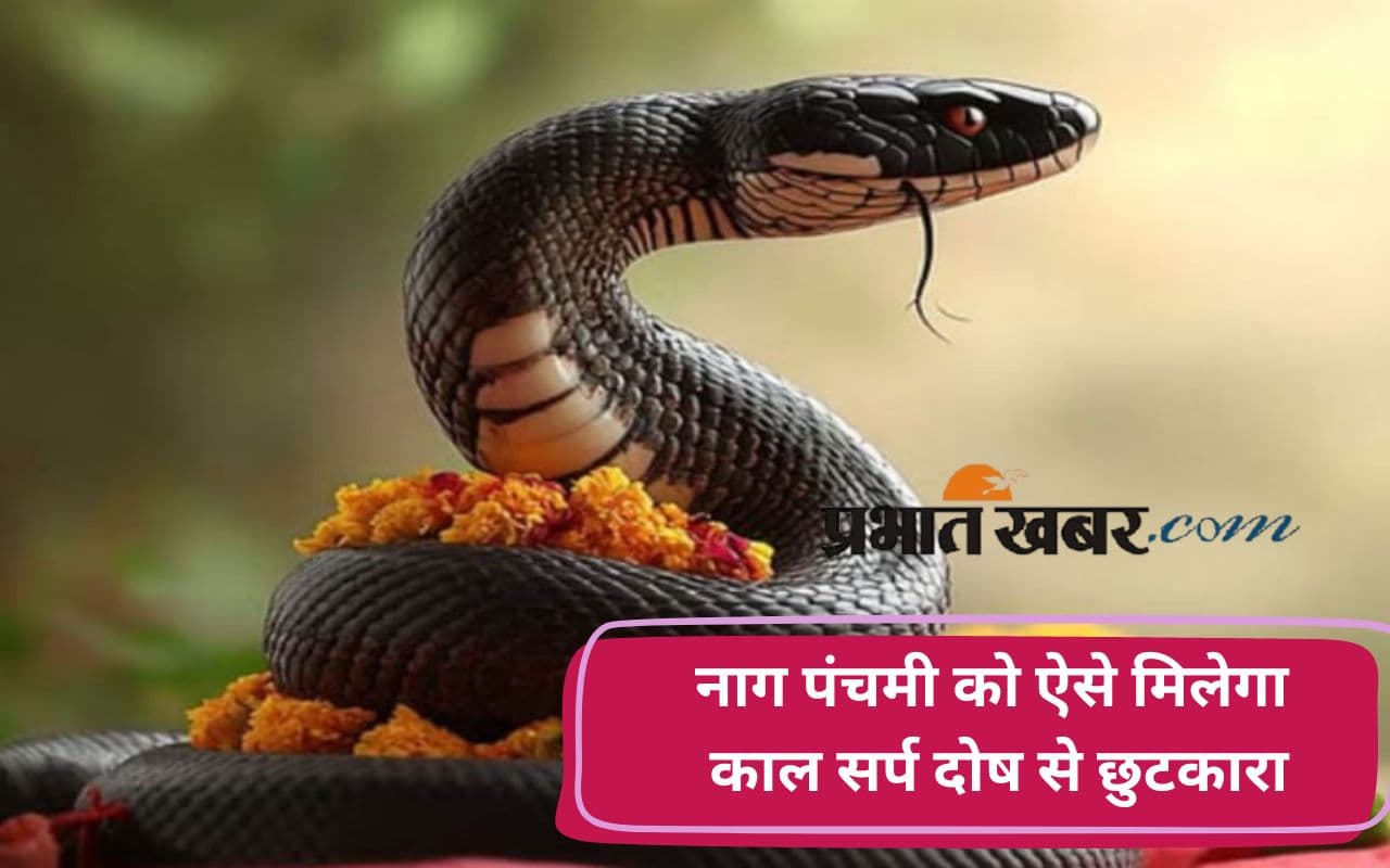 Nag Panchmi 2025: नाग पंचमी पर शिवलिंग पर चढ़ाए ये चीजें, काल सर्प दोष से होगी मुक्ति