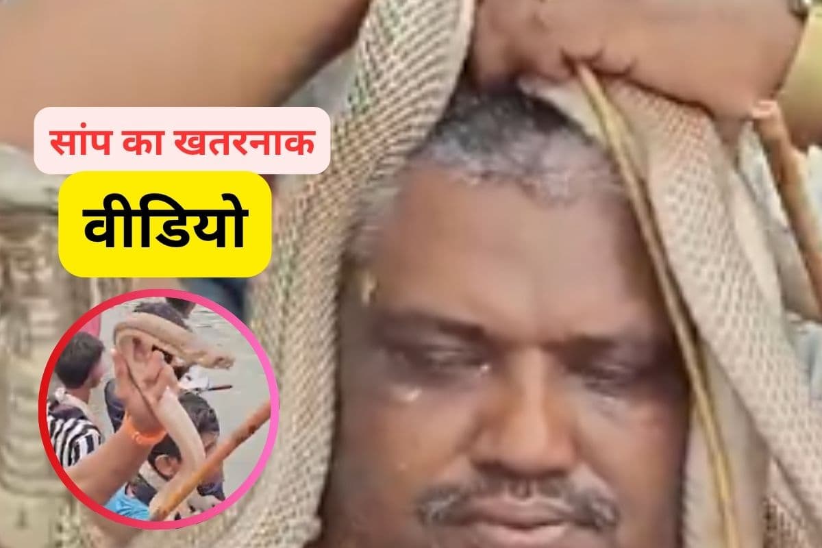 Viral Video : गले, बांह और डंडों पर सांप! कहां का है ये खतरनाक वीडियो