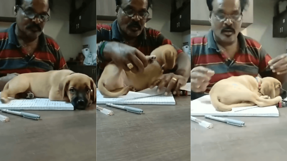 Viral Video: मालिक संग पप्पी की शरारत, वीडियो देख खुश हो जाएगा मन