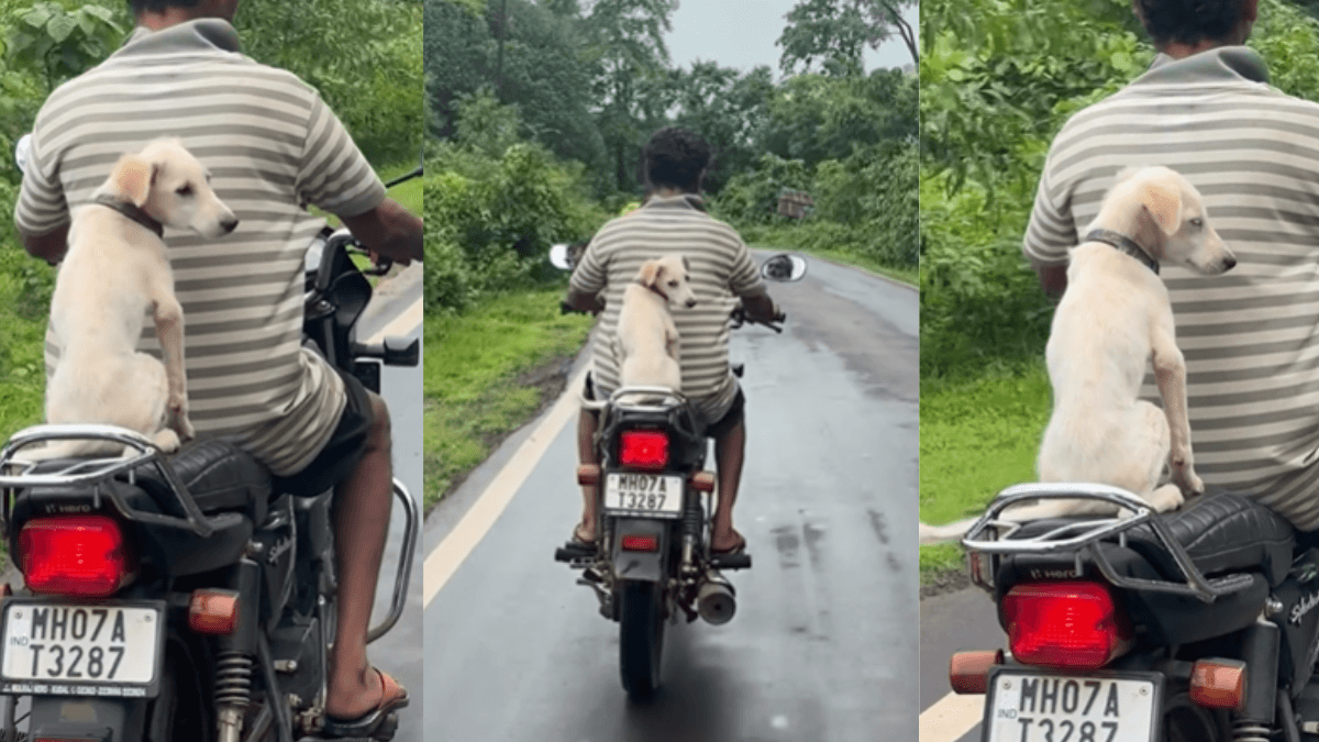 Viral Video: मालिक और पप्पी की अनोखी सवारी, सफर का लुत्फ उठाते नजर आया पप्पी