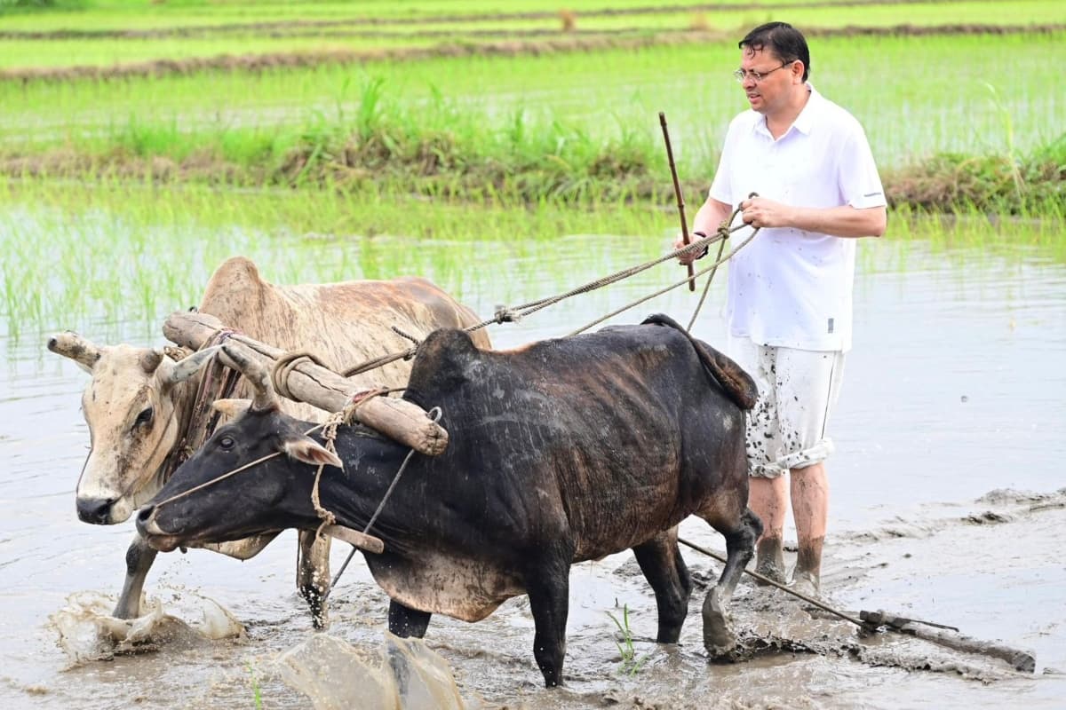 खेती करते दिखे सीएम! धान की कर रहे रोपाई, देंखे वीडियो