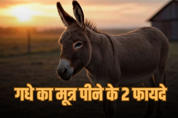 एलोपैथी फेल हो जाए तो गधे का मूत्र बन सकता है इन 2 गंभीर बीमारियों का इलाज, आयुर्वेद का दावा