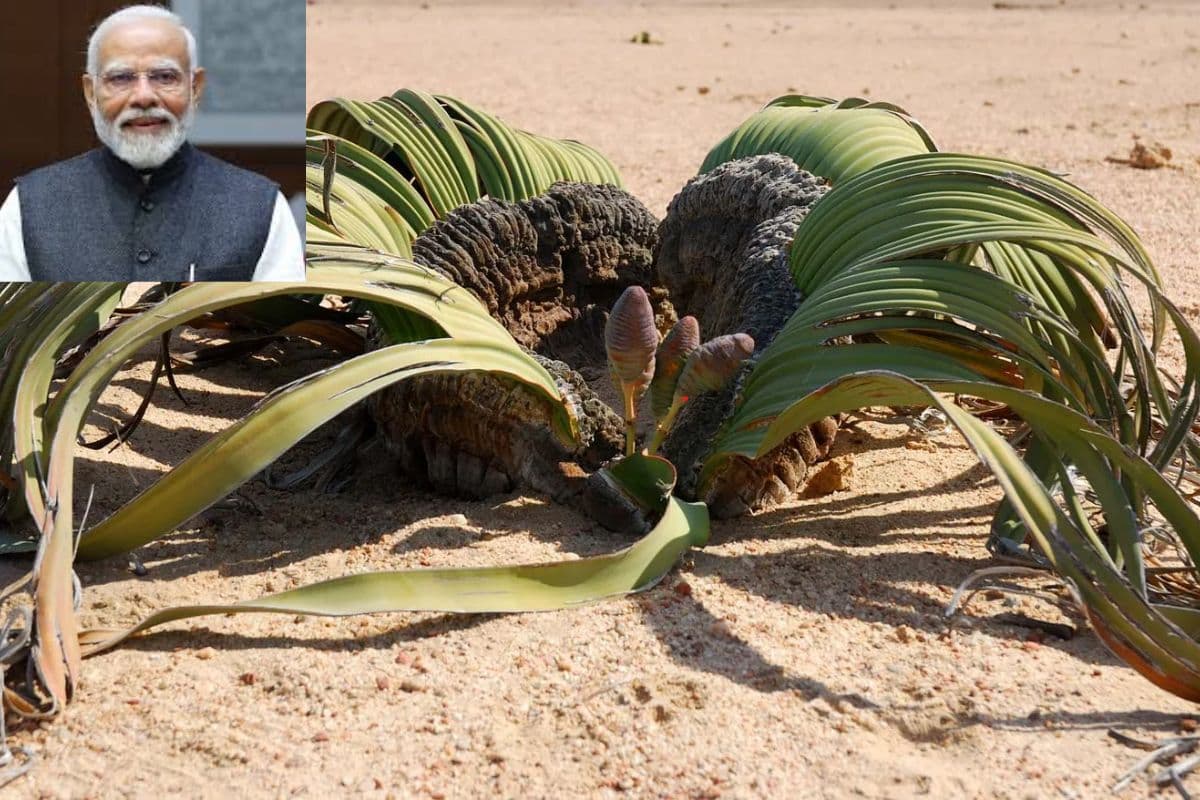 पीएम मोदी को नामीबिया में मिला वेल्विट्शिया सम्मान, जो हजारों साल जीने वाला है अनोखा रेगिस्तानी पौधा