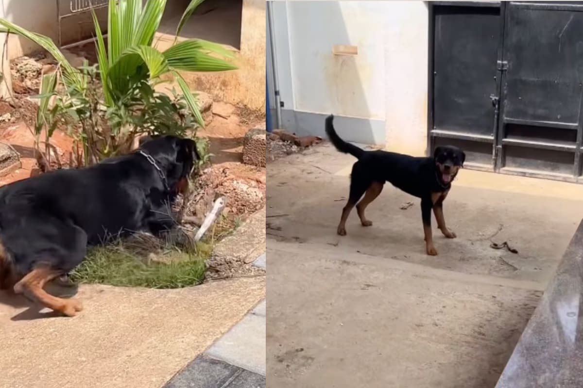 Viral Video: घर में घुस आया सांप, पालतू कुत्ते ने 1 वार कर उसे 2 टुकड़ों में तोड़ डाला!