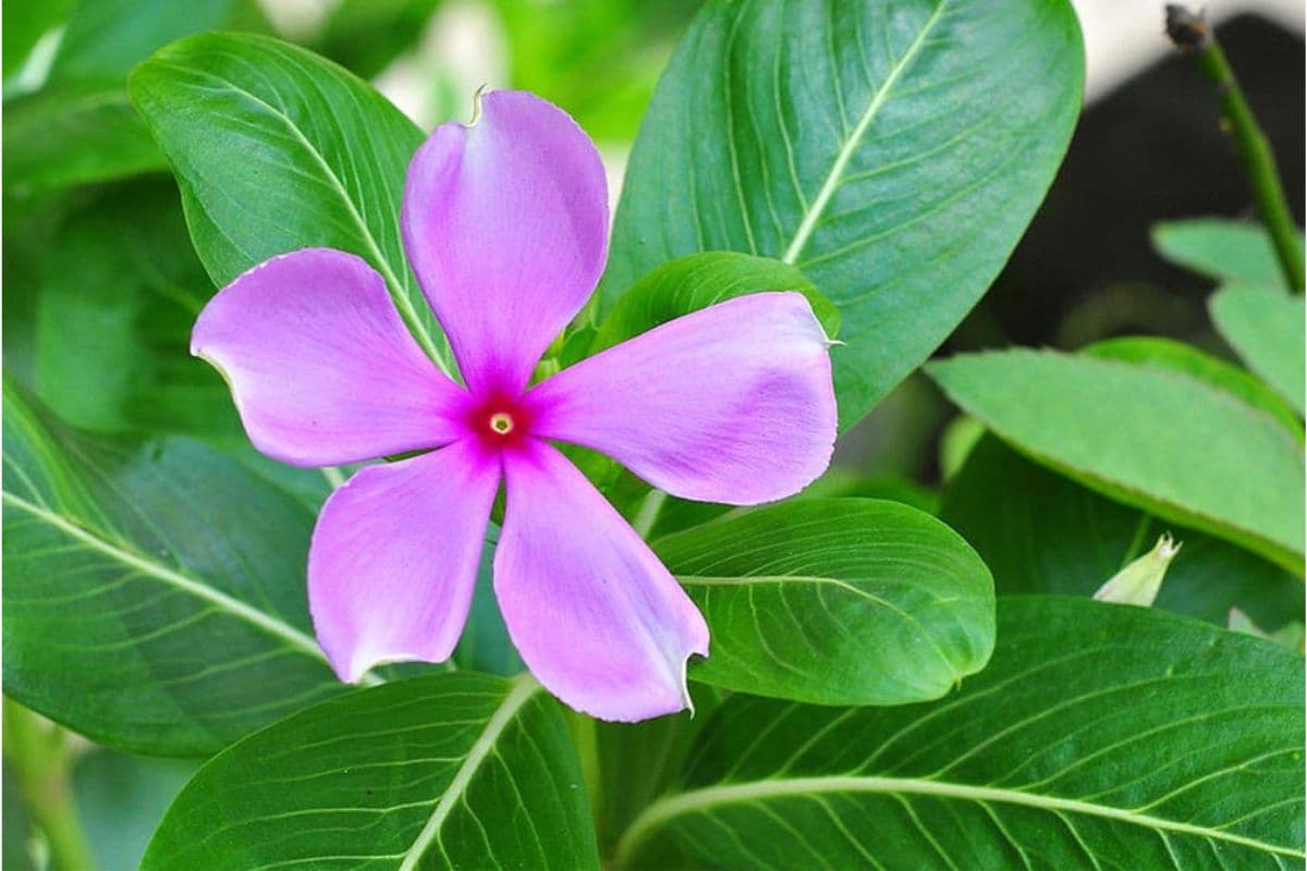 Sadabahar For Diabetes: क्या सदाबहार के पत्ते कर सकते हैं डायबिटीज को कंट्रोल,जानें आयुर्वेदिक उपाय