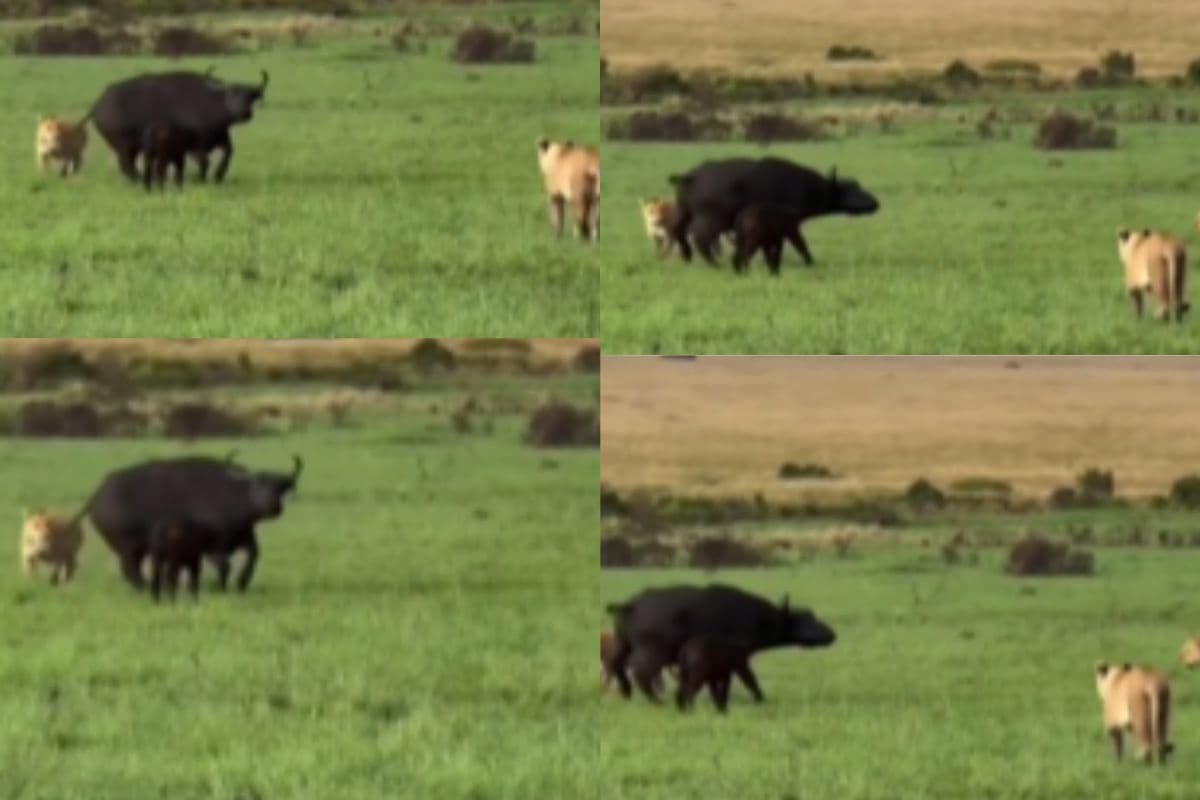 मां क्या मैं मर जाऊंगा? मेरे जिंदा रहने तक तक नहीं! शेर ने दबोचा भैंस का बच्चा,  वीडियो देखकर कांप जाएंगी रूह