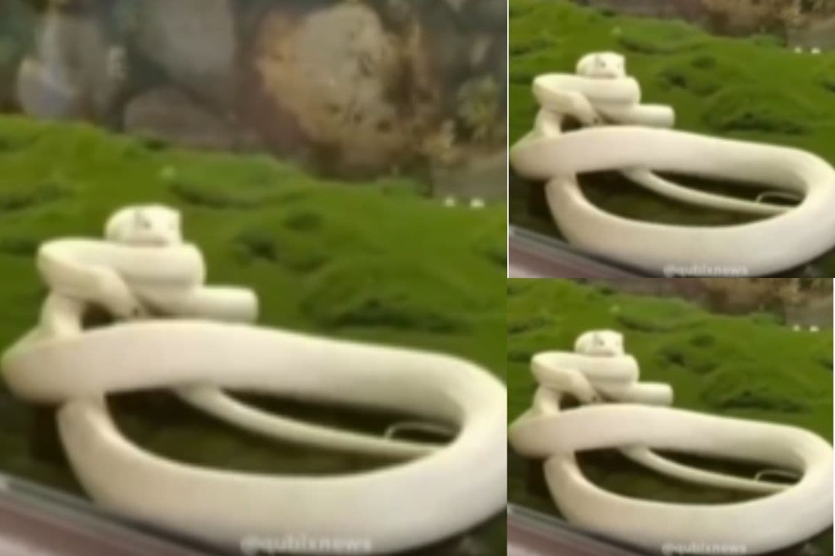 Viral Video: चूहे पर हमला करना सांप को पड़ा भारी, वायरल वीडियो देखकर रह जाएंगे दंग!