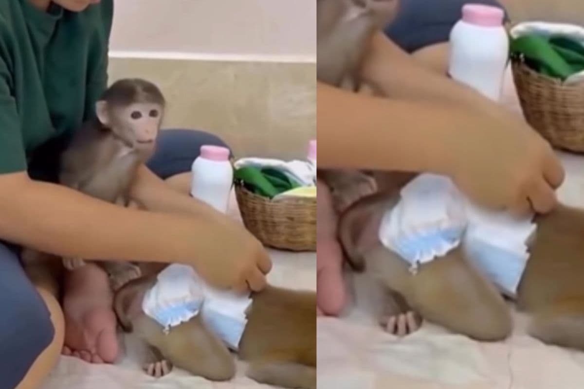 Viral Video: मां-बेटे जैसा रिश्ता! महिला ने बंदर को पहनाया डायपर, लगाया पाउडर