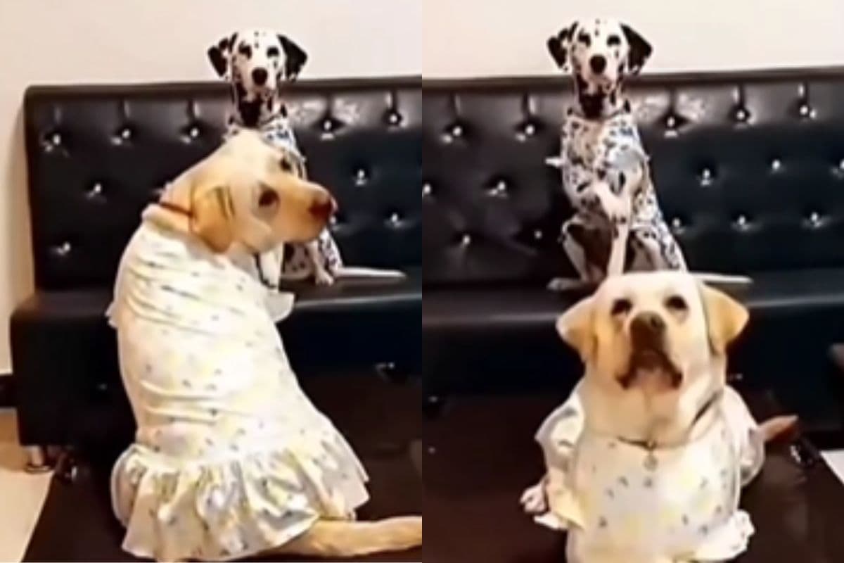 Viral Video: फोटोशूट का दीवाना निकला डॉग, कैमरे के सामने देता है मॉडलिंग पोज, देखें वीडियो