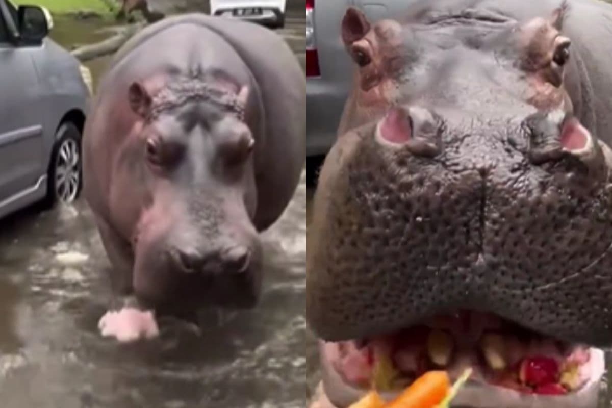 Viral Video: ये हिप्पो का मुंह है या सब्जी मंडी, वायरल वीडियो देख लोग हुए कन्फ्यूज