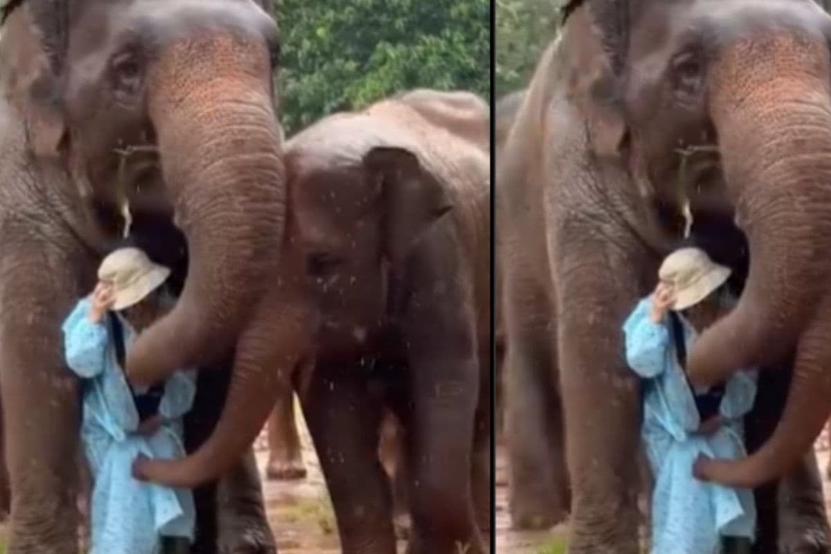 Viral Video: बारिश में भीग रही थी केयरटेकर, हाथियों ने सूंड से यूं घेरा, जैसे मां को बचाने आए हों उसके बच्चे