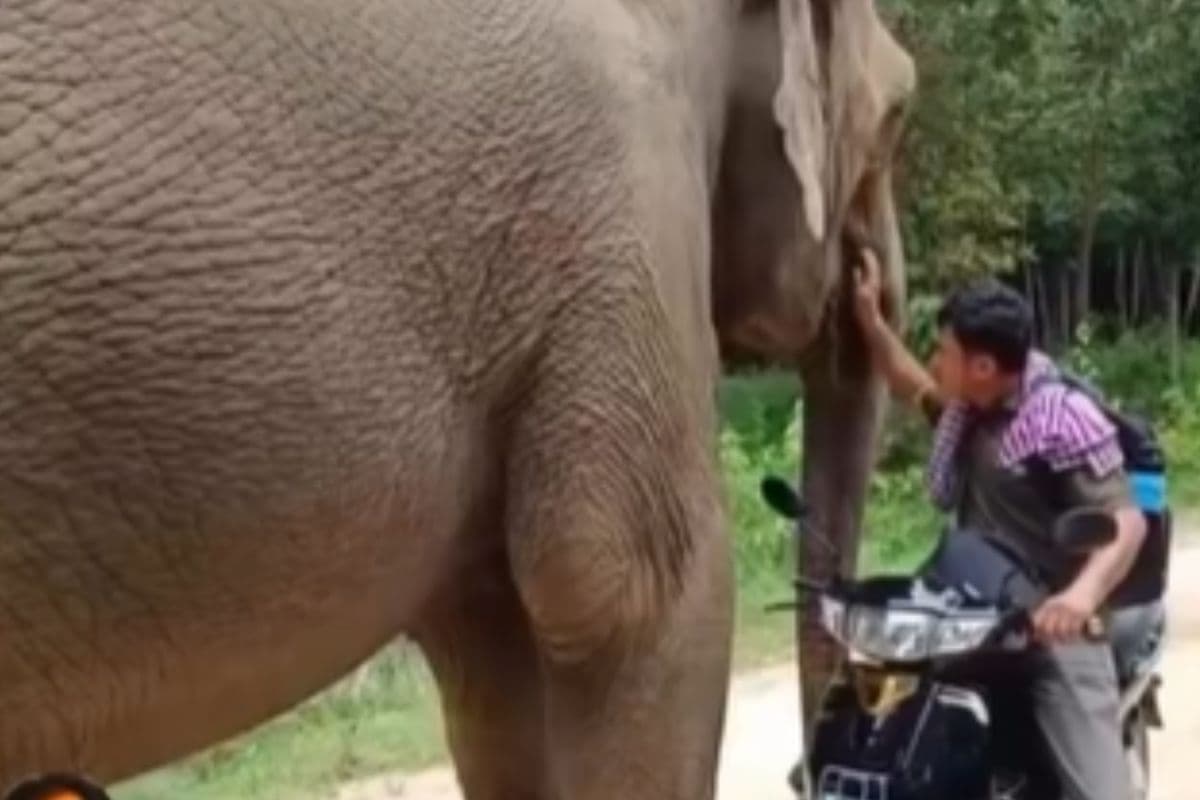 Viral Video: रिटायर हुआ केयरटेकर, पीछे दौड़ पड़ा हाथी, गले लगाकर जाने से रोकते हुए वीडियो वायरल