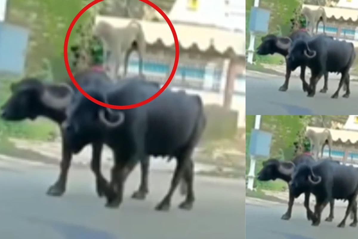 Viral Video: किराया चाहिए तो जल्दी चलो! भैंसों की सवारी करता दिखा कुत्ता, वीडियो देखकर नहीं रुकेगी हंसी