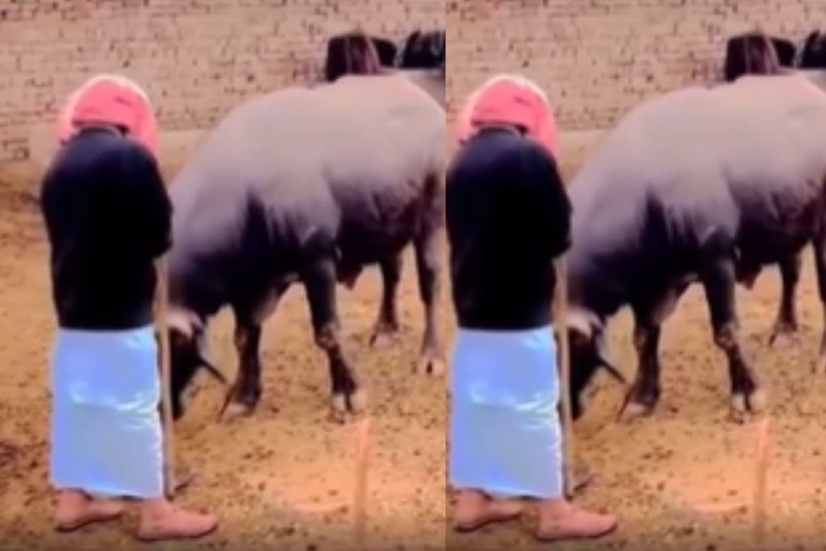 Viral Video: मालिक से डांट पड़ी तो भैंस ने जताया प्यार, गोद में रख दिया सिर, वीडियो देखकर आंखें हो जाएंगी नम