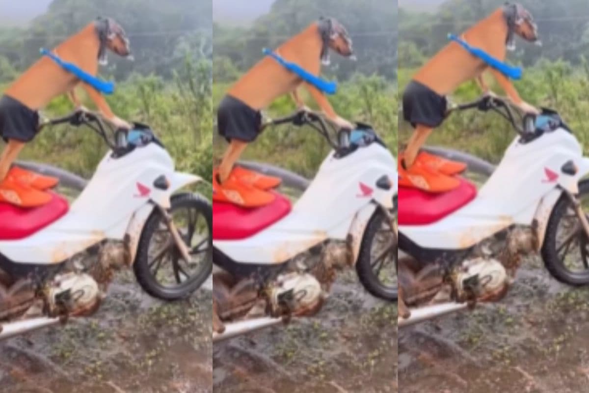 Viral Video: बाइक चलाकर डॉग ने दिखाया जलवा, वीडियो देखकर नहीं होगा आंखों पर विश्वास